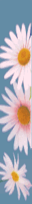 fleurs