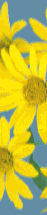 fleurs