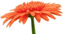 fleurs - &copy;  weststock 