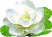 fleurs - &copy;  weststock 